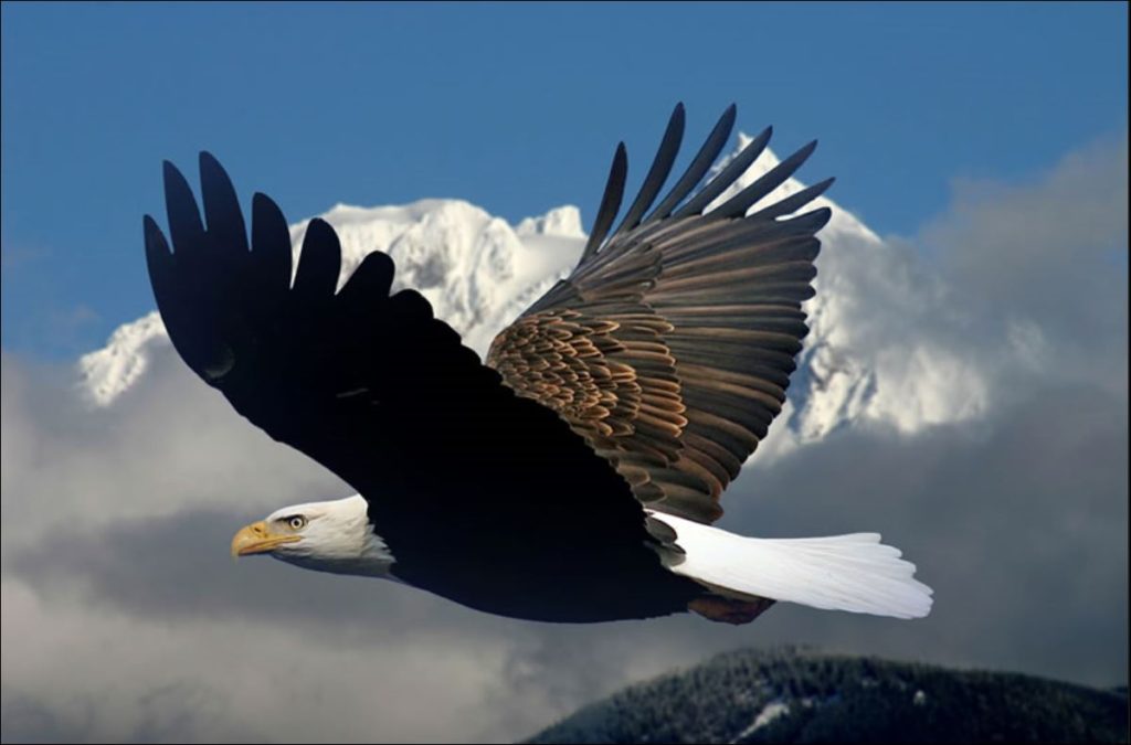 How to Soar On Wings Like Eagles (Isaiah 4031)?